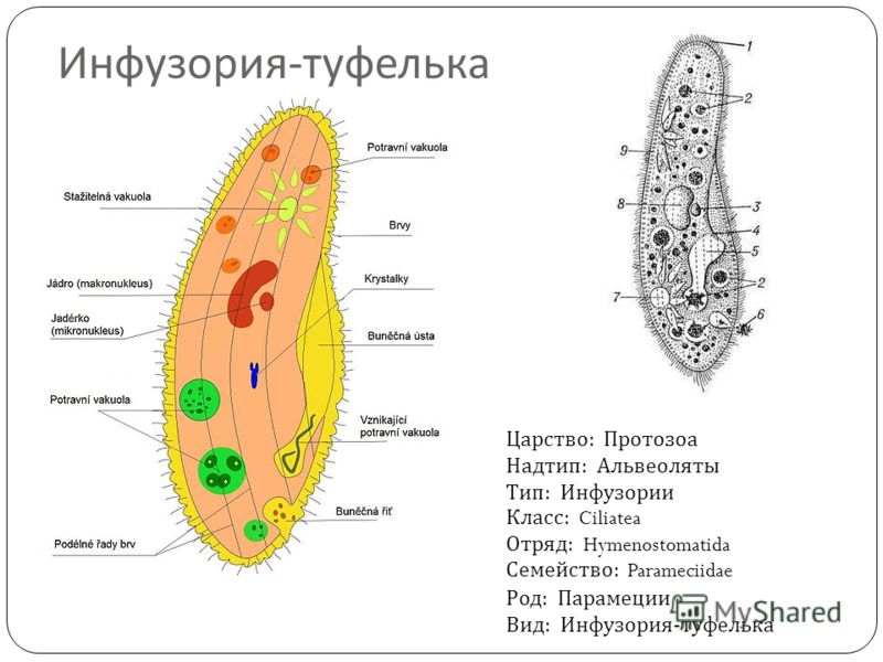 Почему инфузория туфелька Почему инфузория туфелька