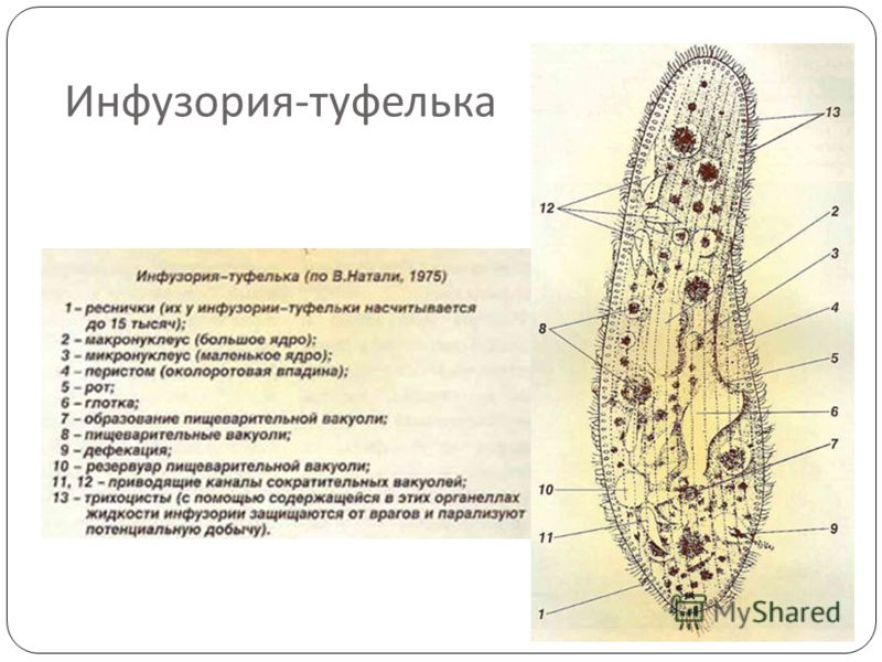 В какой части пробирки инфузорий больше В какой части пробирки инфузорий больше