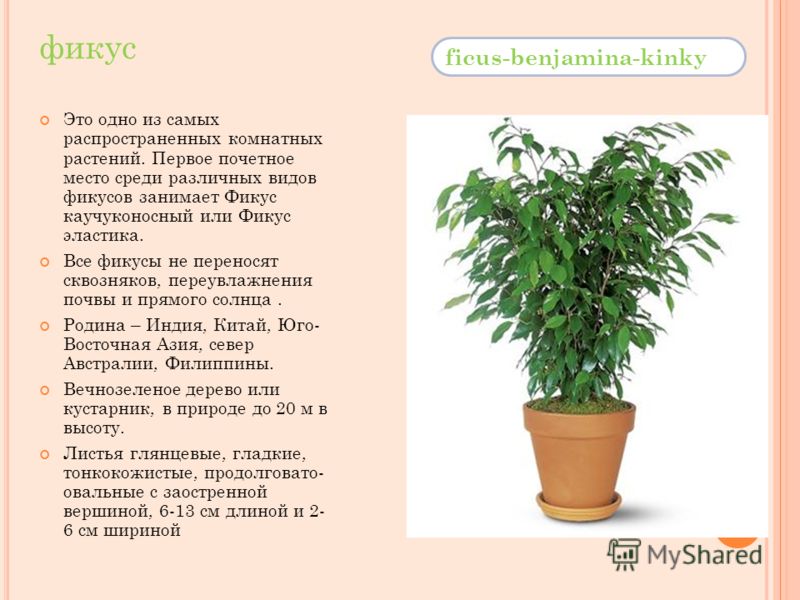 фикус ficus-benjamina-kinky Это одно из самых распространенных комнатных растений. Первое почетное место среди различных видов фикусов занимает Фикус каучуконосный или Фикус эластика. Все фикусы не переносят сквозняков, переувлажнения почвы и прямого