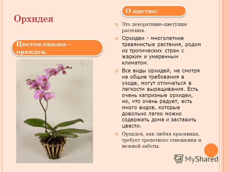 Орхидея Это декоративно-цветущие растения. Орхидеи - многолетние травянистые растения, родом из тропических стран с жарким и умеренным климатом. Все виды орхидей, не смотря на общие требования в уходе, могут отличаться в легкости выращивания. Есть оч