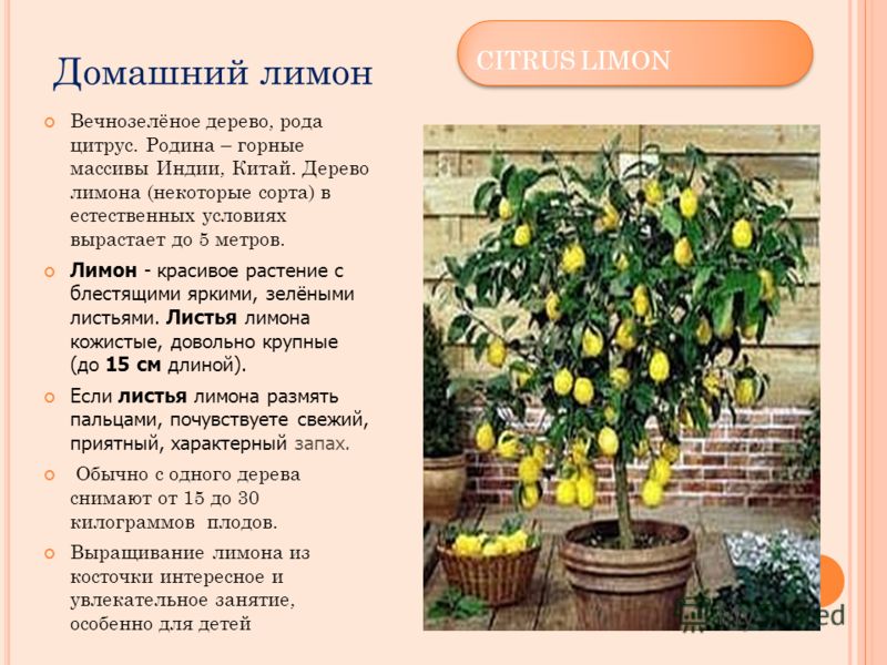 Домашний лимон Вечнозелёное дерево, рода цитрус. Родина – горные массивы Индии, Китай. Дерево лимона (некоторые сорта) в естественных условиях вырастает до 5 метров. Лимон - красивое растение с блестящими яркими, зелёными листьями. Листья лимона кожи