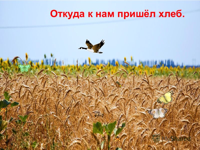 откуда хлеб пришел картинки онлайн откуда хлеб пришел картинки