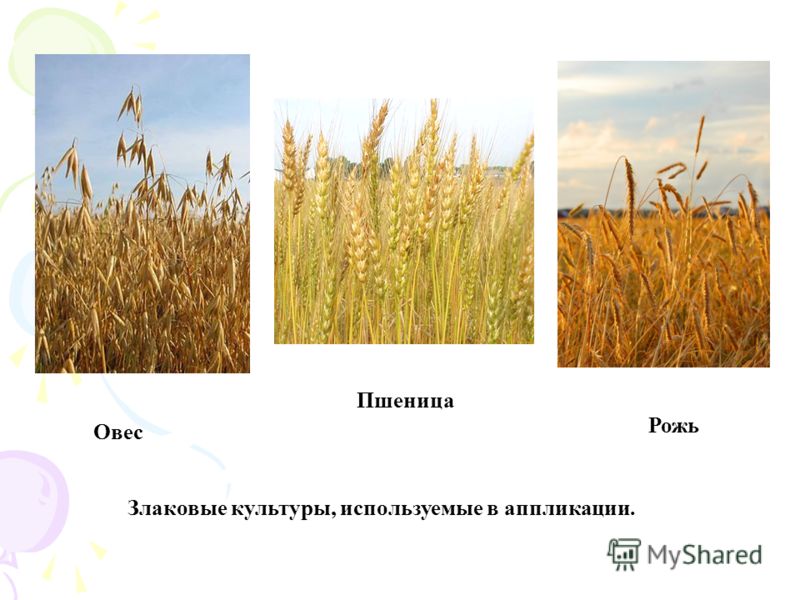 Аппликации на тему осенний букет Аппликации на тему осенний букет