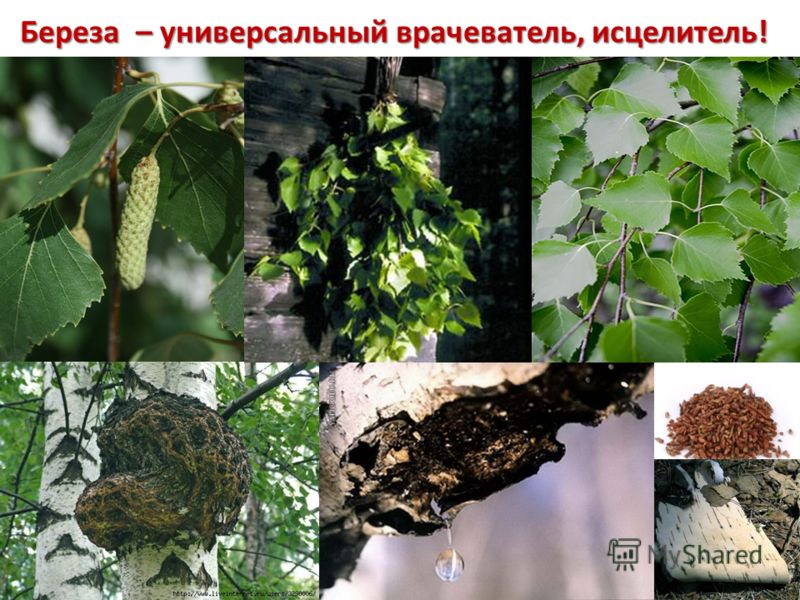 Чем поливать березку Чем поливать березку