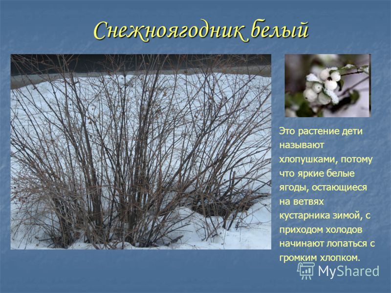 Фото Кустарников Зимой