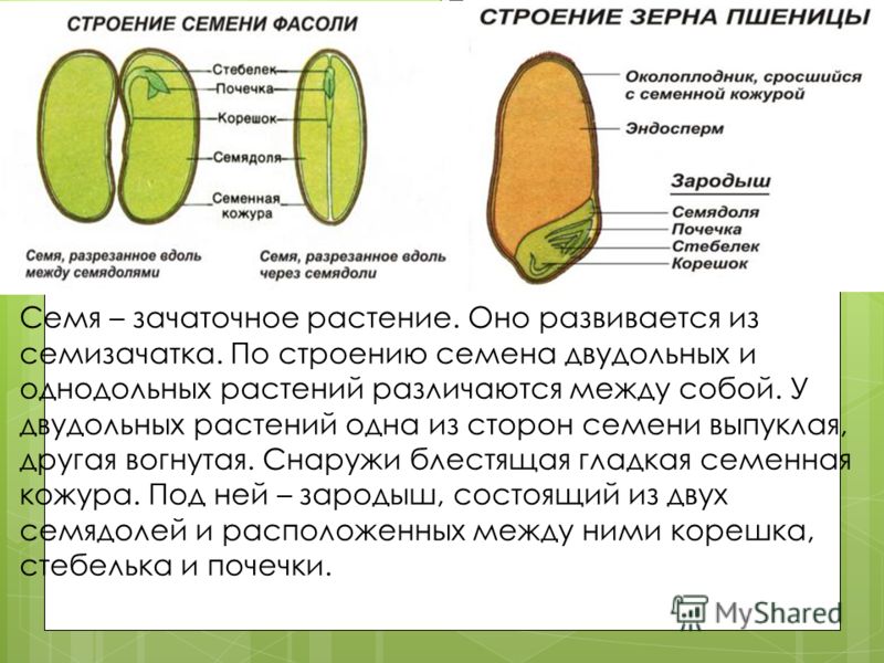 Презентация строение семян двудольных и однодольных семян