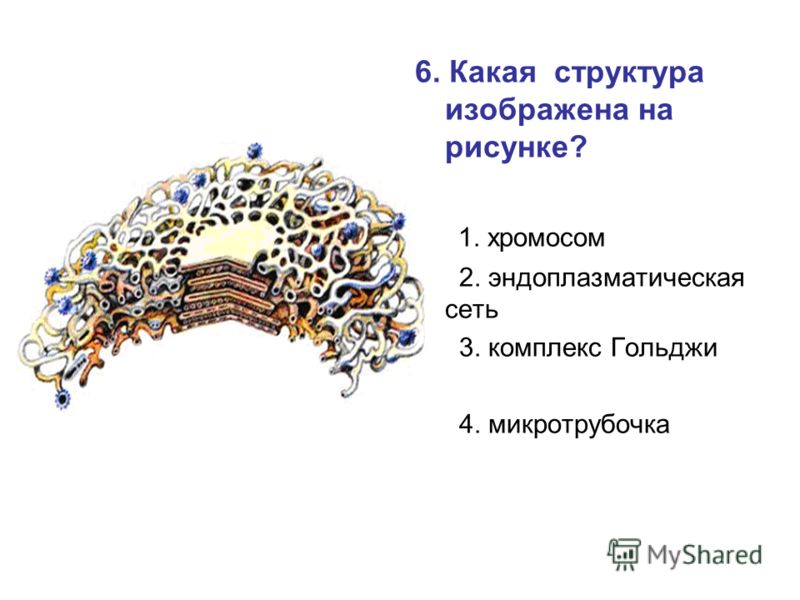 Какая структура изображена на рисунке хромосома эндоплазматическая сеть