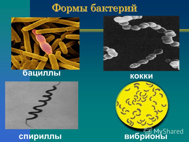 Формы бактерий бациллы вибрионы кокки спириллы