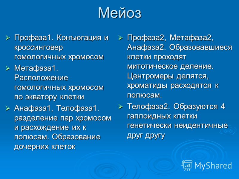 Мейоз как вид деления клетки - биология, презентации