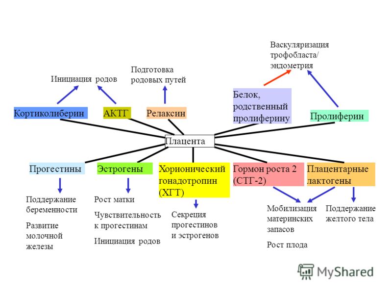 Гормональная Регуляция Молочной Железы Реферат Гормональная Регуляция Молочной Железы Реферат