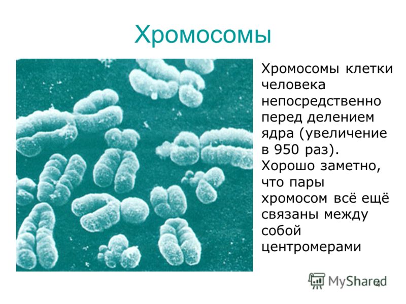 Расположение хромосом в клетке растений