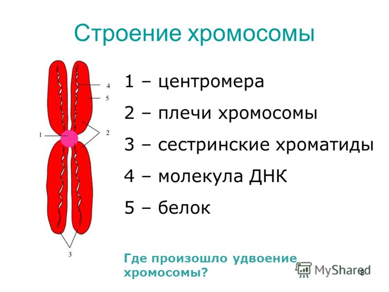 Рисунок хромосома Рисунок хромосома