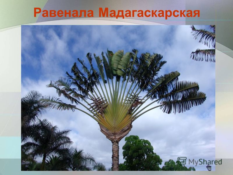 Равенала Мадагаскарская семена