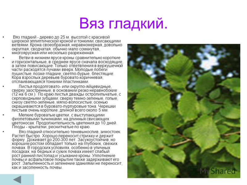 С днём рождения свекровь от невестки до слез С днём рождения свекровь от невестки до слез
