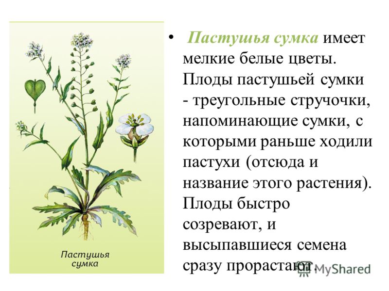 Пастушья сумка расположение листьев на стебле Пастушья сумка растение CoffMachines.ru