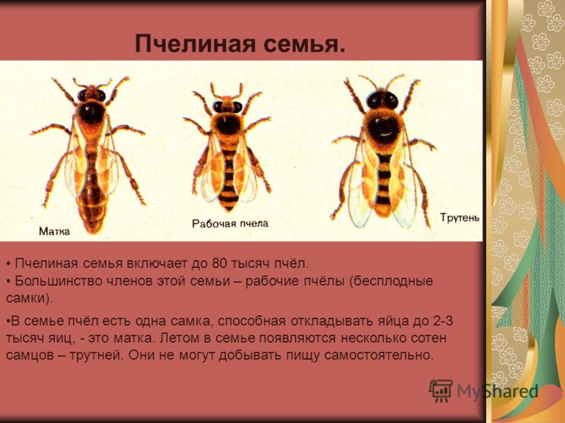 Сообщение по биологии на тему пчелы 8 класс