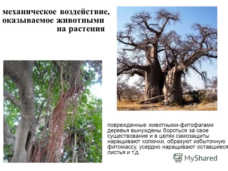 Хищничество это межвидовые отношения Хищничество это межвидовые отношения