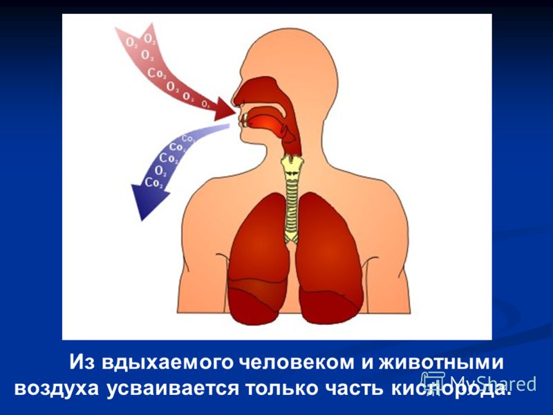 Механизм вдоха и выдоха схема