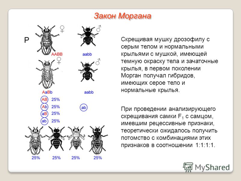 Скрестили самцов мухи дрозофилы с серым телом Скрестили самцов мухи дрозофилы с серым телом