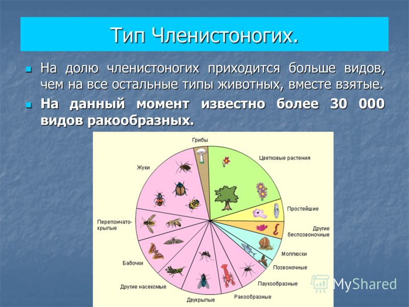 Презентация по биологии 7 кл общая характеристика членистоногих.класс ракообразные