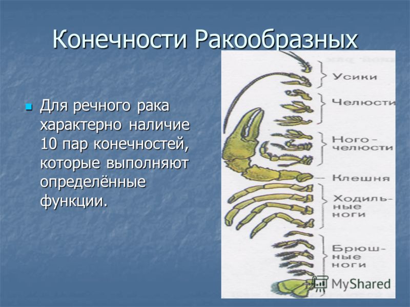 Доклад по биологии 7 класс на тему ракообразные с картинками