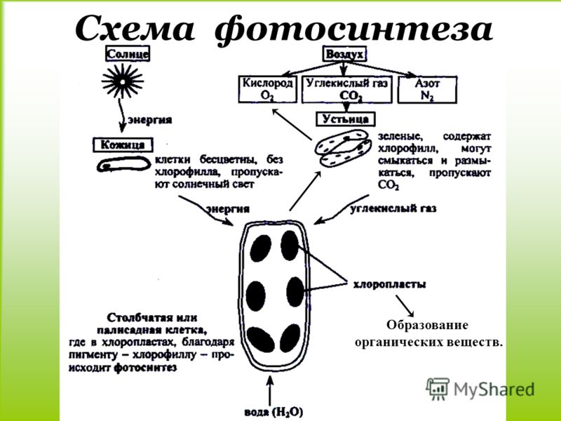 Части растений картинки схема фото 55