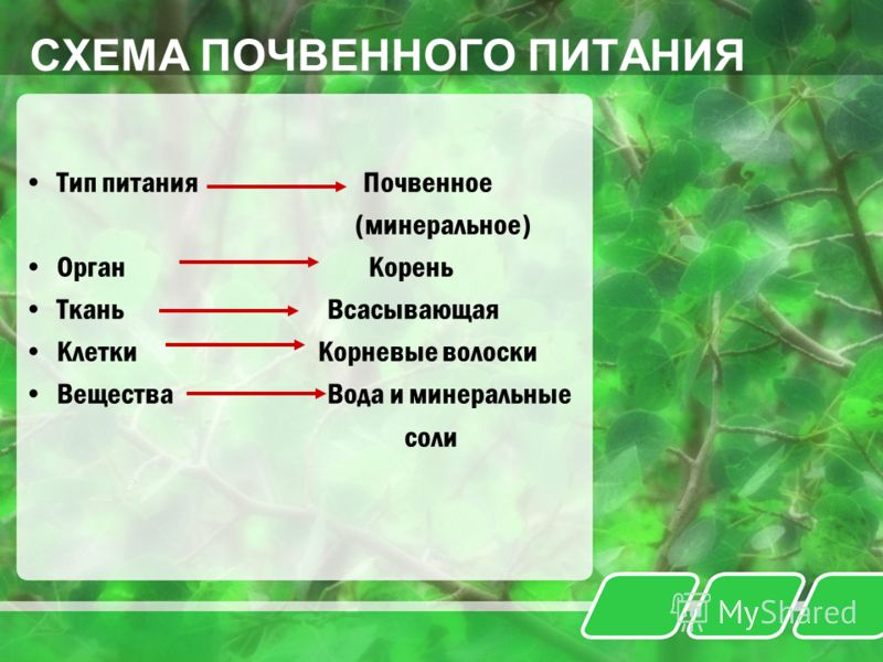 Схема питания растений 3 Тип питания растений Text-Books.ru