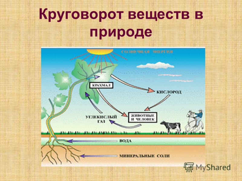 Почему растения считают начальным звеном круговорота веществ Почему растения считают начальным звеном круговорота веществ