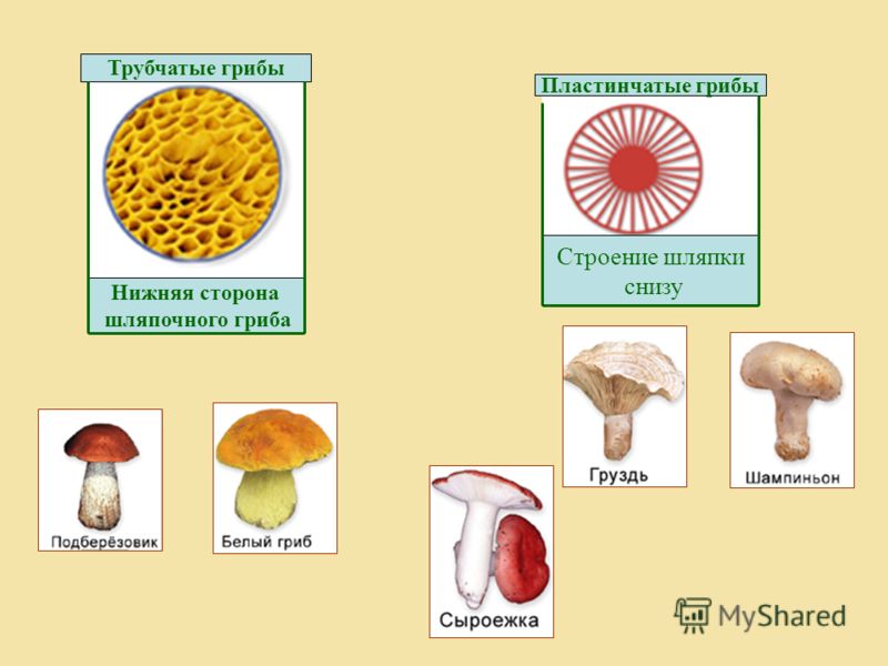 Сообщение о грибах по биологии 7 класс