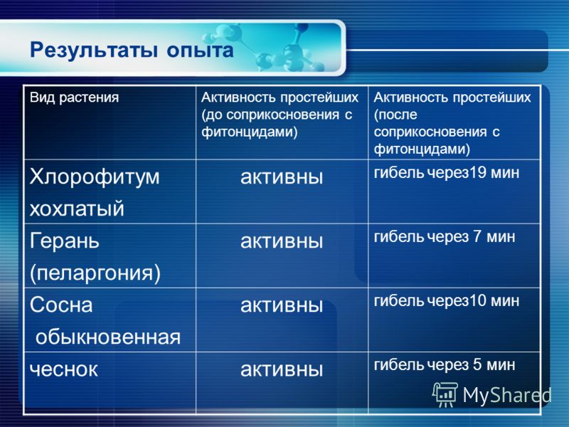 Powerpoint пеларгония Powerpoint пеларгония