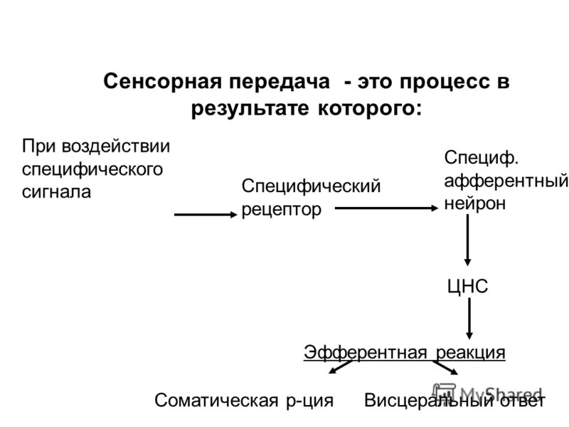 Типы рецепторов на коже Типы рецепторов на коже