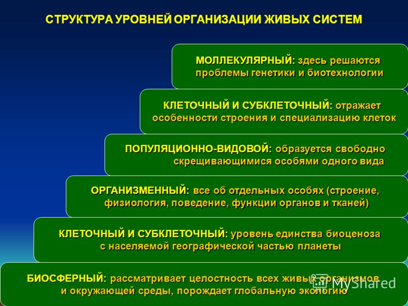 Уровни Организации Живого.Выделите Объекты Изучения В Экологии Бесплатно