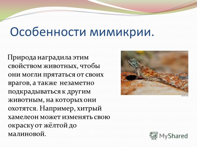 В бундестаге выступили с призывом к правительству ФРГ из-за слов Зеленского - Ле