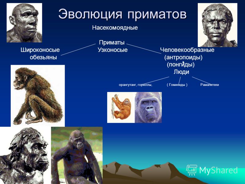 Реферат: Антропогенез приматов и человека