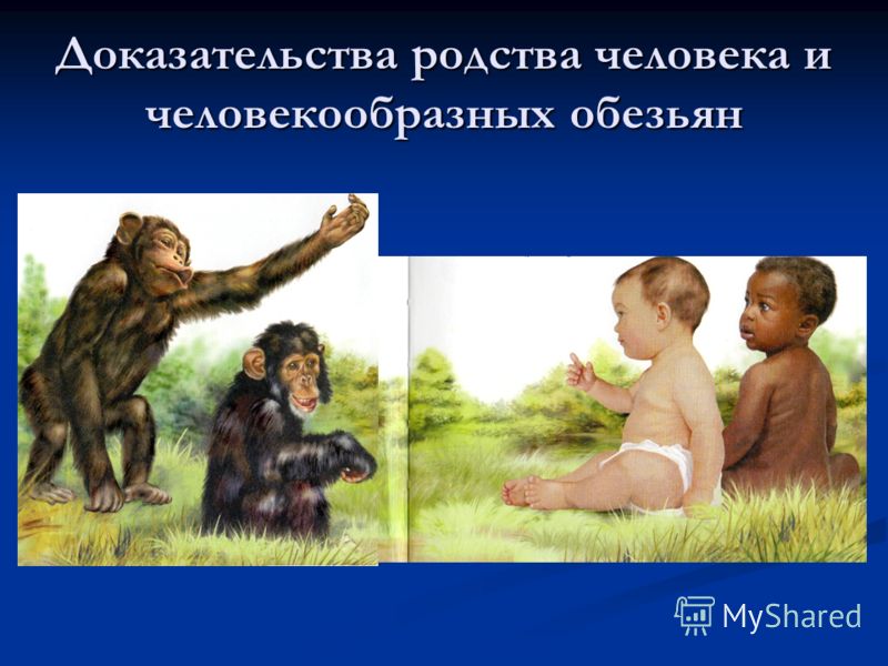 Доказательства родства человека и человекообразных обезьян
