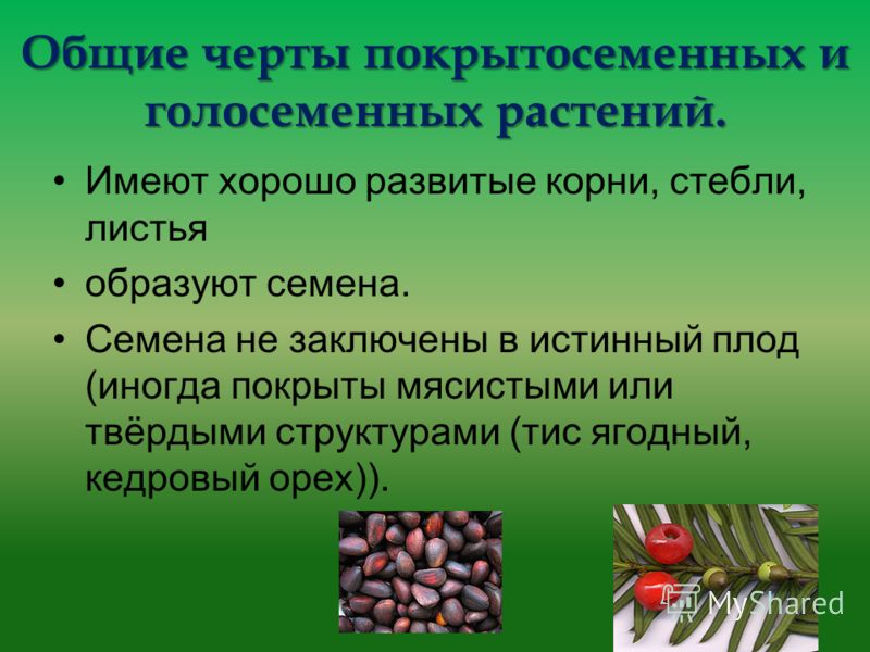 Семена голосеменных и покрытосеменных растений Семена голосеменных и покрытосеменных растений