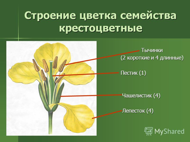 Отзывы о роддомах г. Пензы - Пенза-Child. Наши дети и все, что Классы и семейства цветковых растений