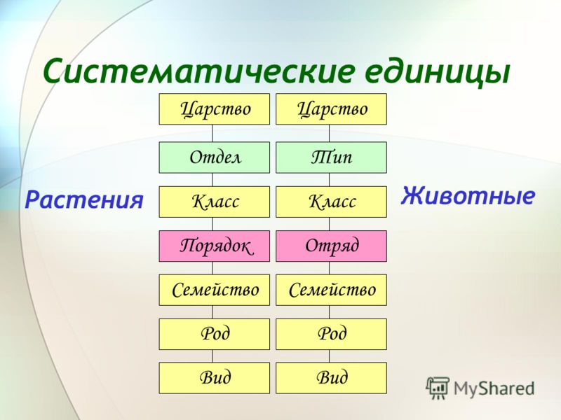 Картинки по запросу систематика растений и животных