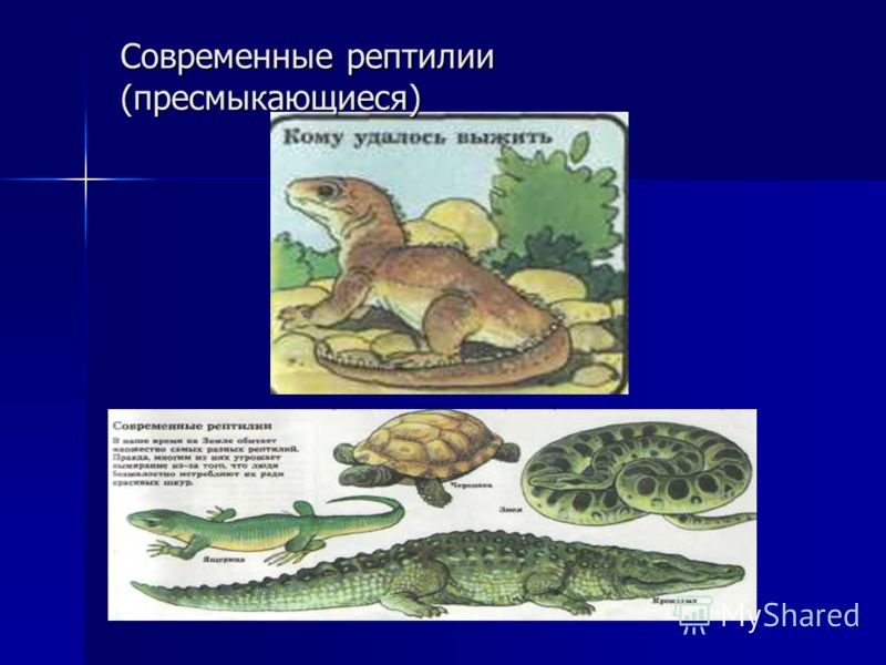 Конспект урока естествознания по теме пресмыкающиеся для скоу viii вида