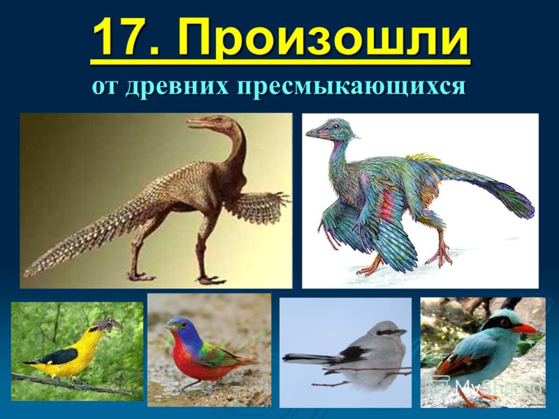 Реферат по теме Птицы, динозавры и философские проблемы естествознания