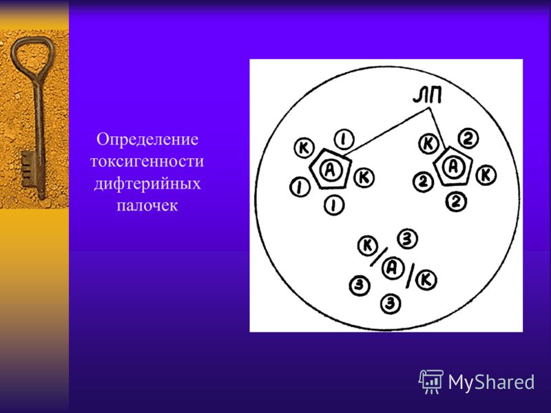 антитоксин это сыворотка антитоксин это сыворотка