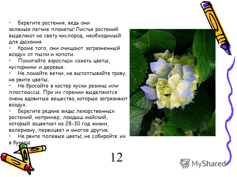 Как сделать книжка малышка берегите растения 3 класс Как сделать книжка малышка берегите растения 3 класс