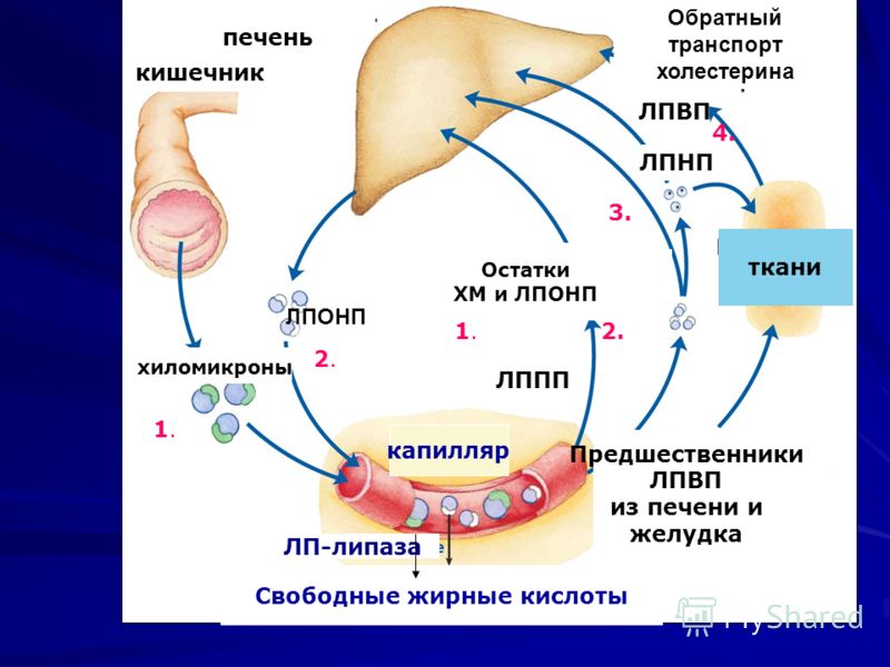 холестерин в анализе крови латинскими буквами холестерин в анализе крови латинскими буквами