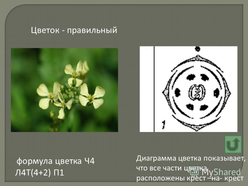 Как выглядит цветок семейства крестоцветные Пастушья сумка формула цветка - Basanova.ru