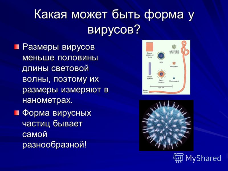 Вирусы Презентация 9 Класс Биология