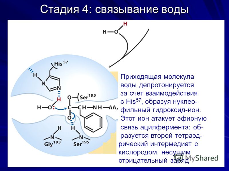 Счет связанной воды Счет связанной воды