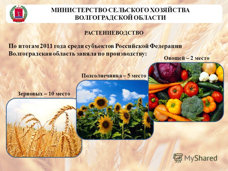 Сельское хозяйство - Растениеводство Оренбургской области презентация, доклад