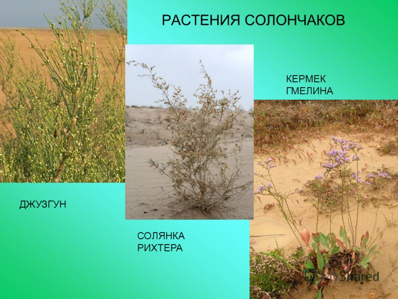 Цветковые растения пустыни заразиха
