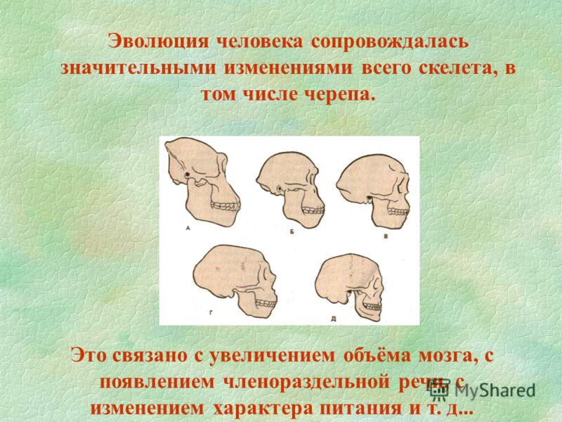 Эволюция человека сопровождалась значительными изменениями всего скелета, в том числе черепа. Это связано с увеличением объёма мозга, с появлением членораздельной речи, с изменением характера питания и т. д...