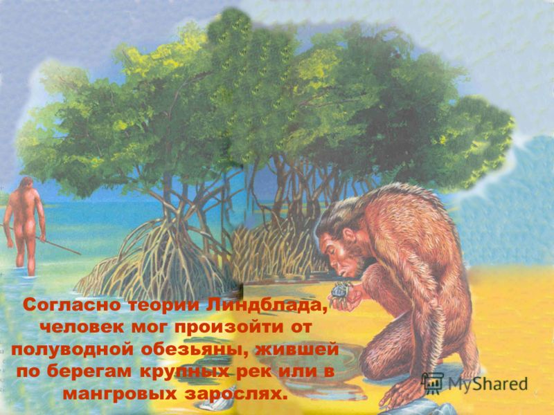 Согласно теории Линдблада, человек мог произойти от полуводной обезьяны, жившей по берегам крупных рек или в мангровых зарослях.
